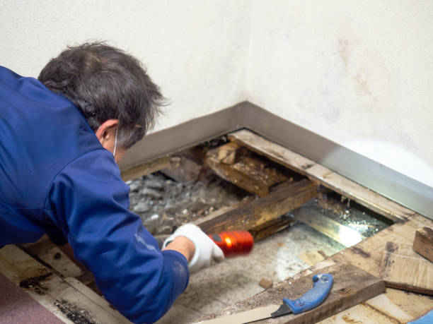 Best Health and Safety Mold Remediation in La Verne, CA