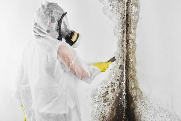 La Verne, CA Mold Remediation Company