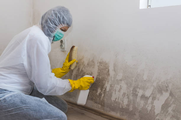 Best Industrial Mold Remediation in La Verne, CA