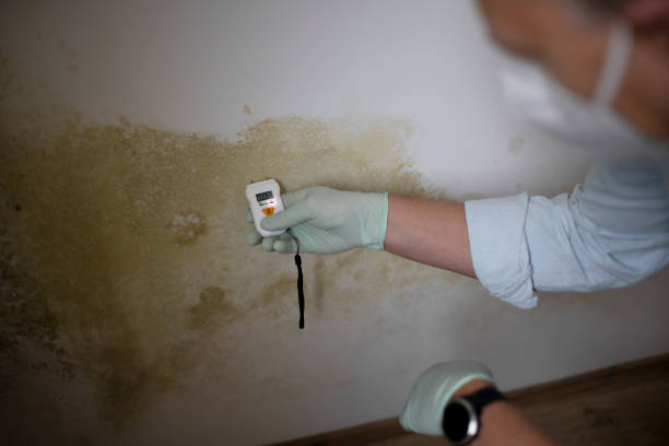 Best Bathroom Mold Remediation in La Verne, CA