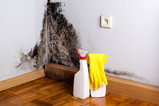 Best Basement Mold Remediation in La Verne, CA