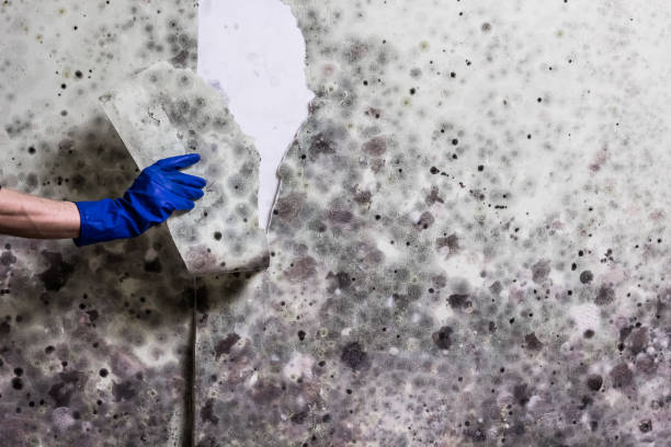 Best Attic Mold Remediation in La Verne, CA