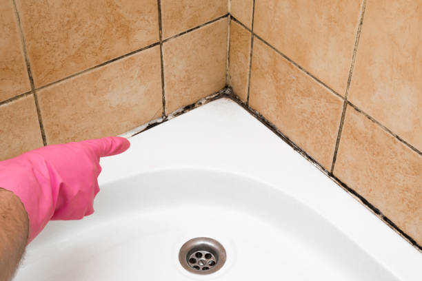 Best Commercial Mold Remediation in La Verne, CA