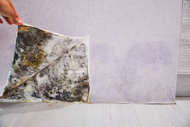 Best Black Mold Remediation in La Verne, CA
